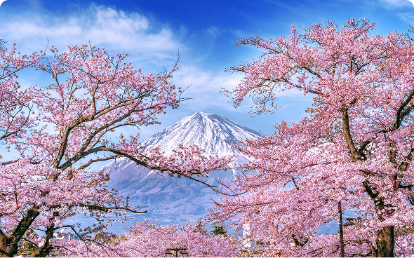 Mount Fuji among blooming cherry trees