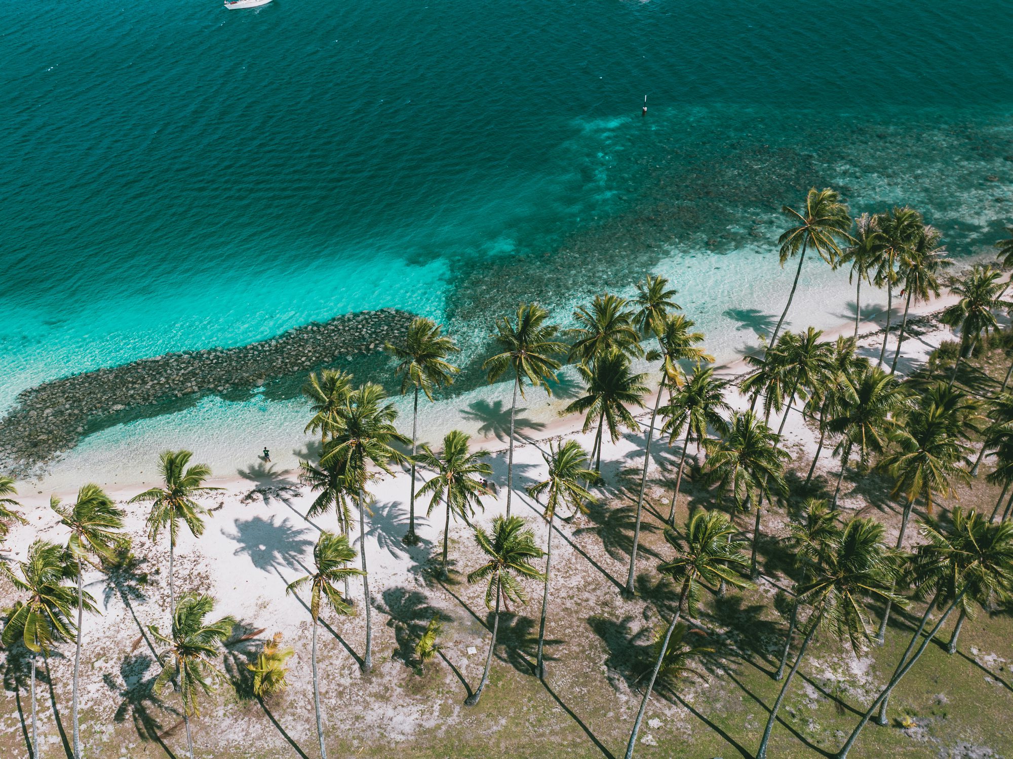 Palm trees casting shadows on sandy beach