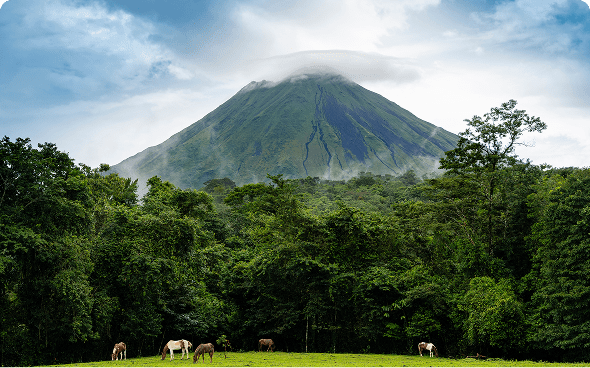 Horses grazing near a misty mountain