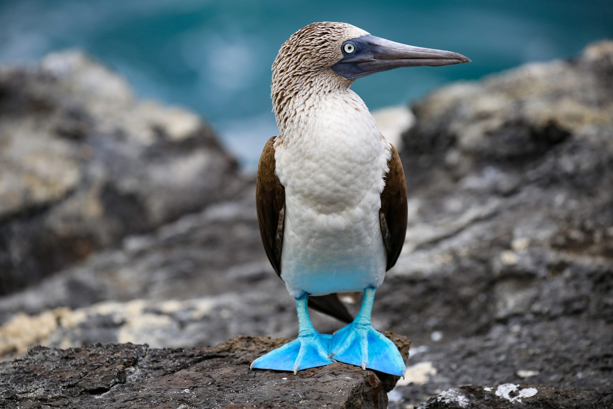 Blue-footed booby on rocky shore