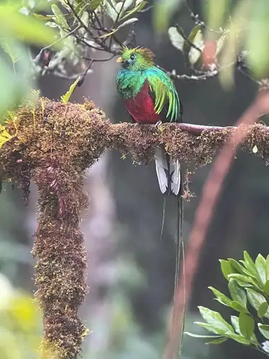 Colorful bird perched on mossy branch.